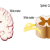 novubrainplus